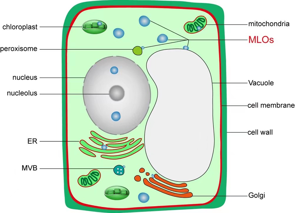 eukaryotic cell 2d